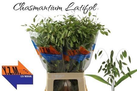 <h4>Chasmanth Latifolium 70 Cm</h4>