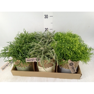 Rhipsalis   ...mix