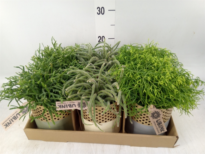<h4>Rhipsalis   ...mix</h4>