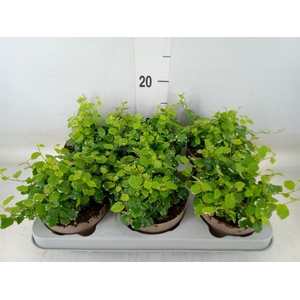 Ficus pumila 'White Sunny'