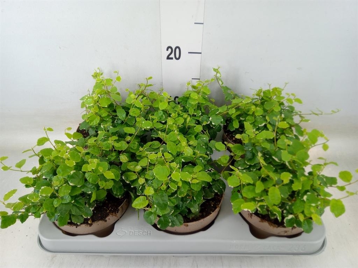 <h4>Ficus pumila 'White Sunny'</h4>