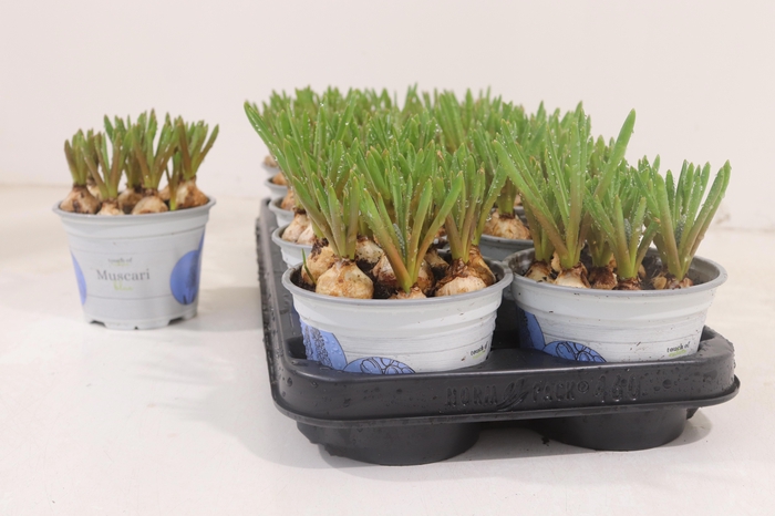 <h4>MUSCAR ARMENIACUM</h4>