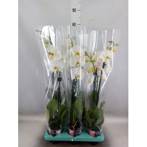 Phalaenopsis   ...