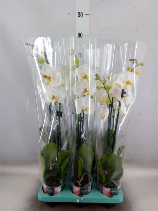 <h4>Phalaenopsis   ...</h4>