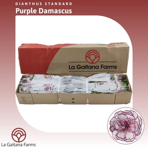 Dianthus St Purple Damascus
