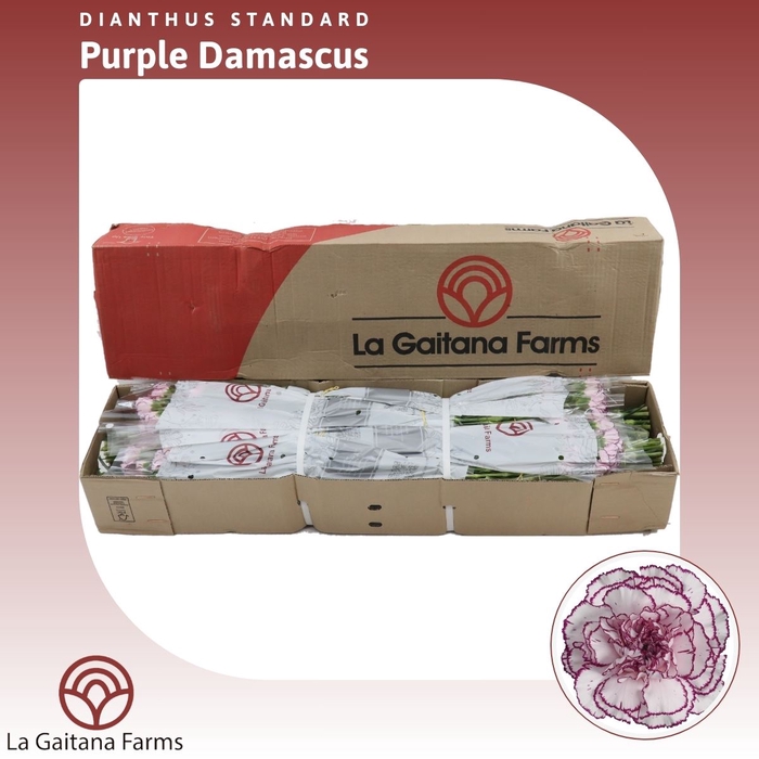 <h4>Dianthus St Purple Damascus</h4>
