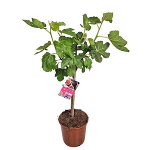 Ficus Carica Stem Black Fruits