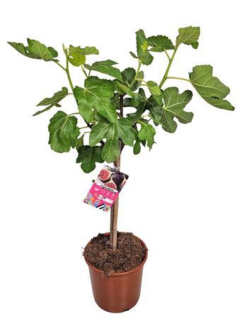 <h4>Ficus Carica Stem Black Fruits</h4>