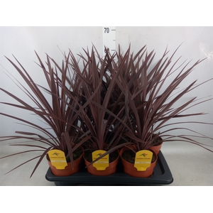 Cordyline austr. 'Red Star'