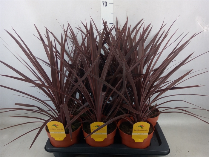 <h4>Cordyline austr. 'Red Star'</h4>