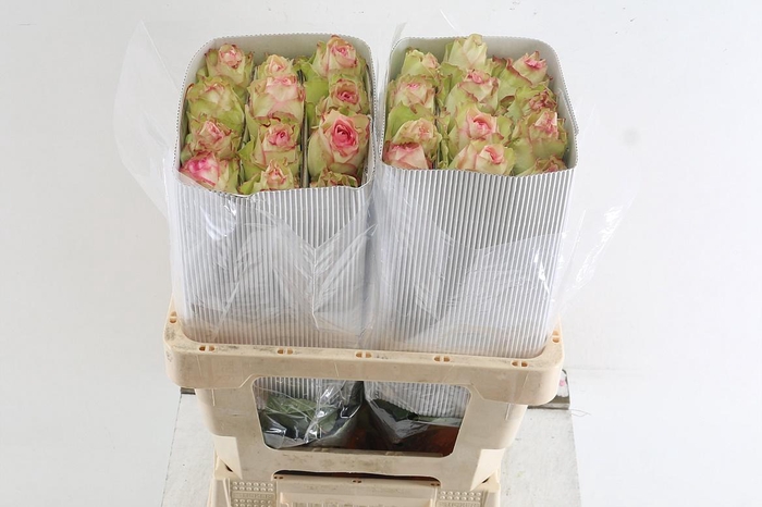 <h4>R Gr Esperance Ll</h4>