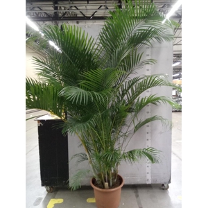 Dypsis lutescens   ...Chrysalidoca