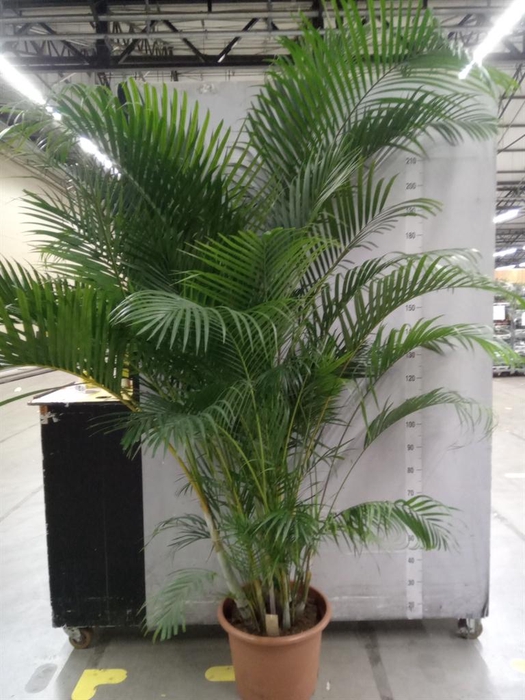 <h4>Dypsis lutescens   ...Chrysalidoca</h4>