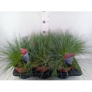 Festuca glauca 'Intens Blue'