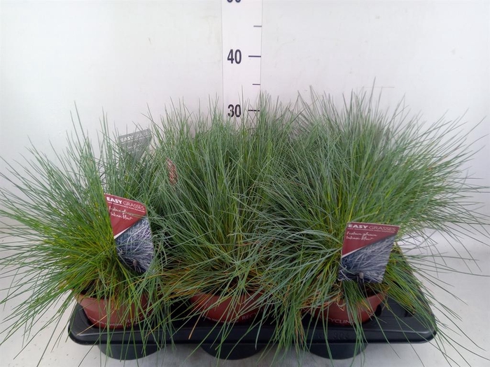<h4>Festuca glauca 'Intens Blue'</h4>