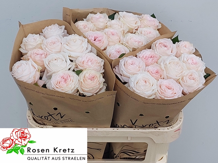 <h4>R GR SUNDERLAND!</h4>