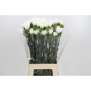 Dianthus St Moonlight