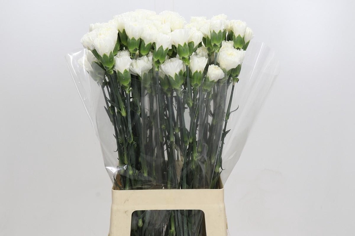 <h4>Dianthus St Moonlight</h4>