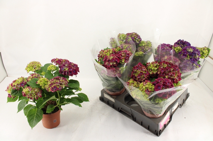 <h4>HYDR M HI FIRE</h4>