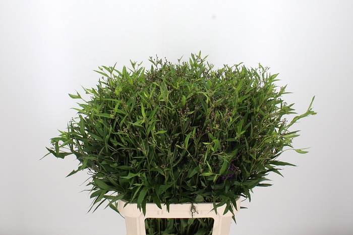 <h4>Vernonia Crinita</h4>