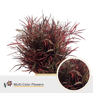 Grevillea Bordeaux