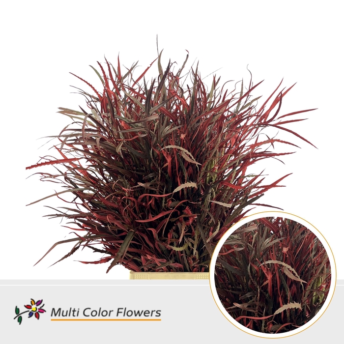<h4>Grevillea Bordeaux</h4>