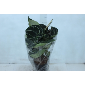 ANTHURIUM CRYSTALLINUM P17