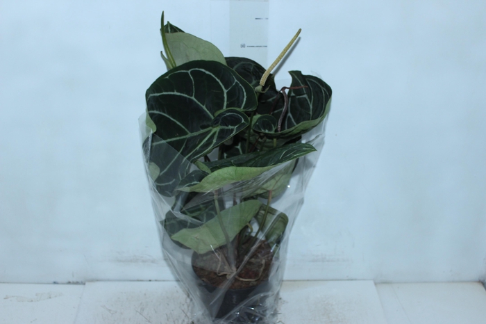 <h4>ANTHURIUM CRYSTALLINUM P17</h4>