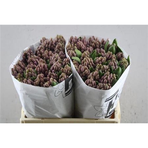 Hyac Anna Liza (hcm)