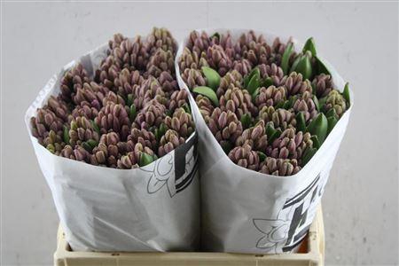 <h4>Hyac Anna Liza Ex (hcm)</h4>