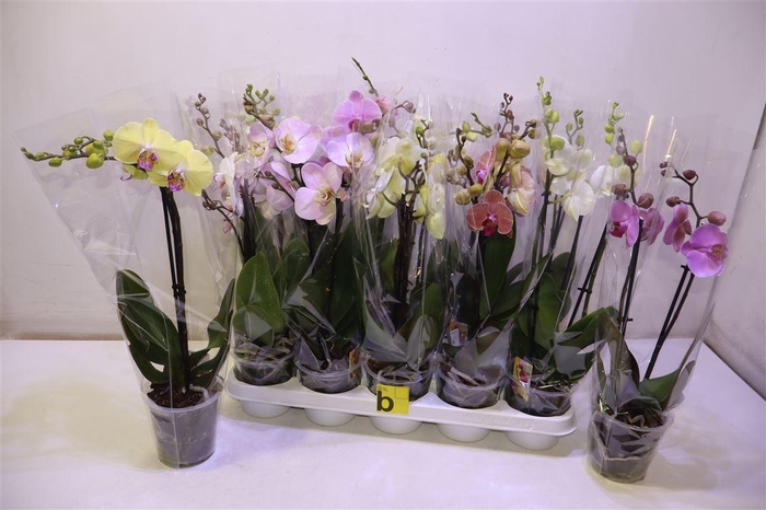 <h4>arr8 Phal Gem</h4>