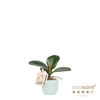 FICUS ELASTICA P7