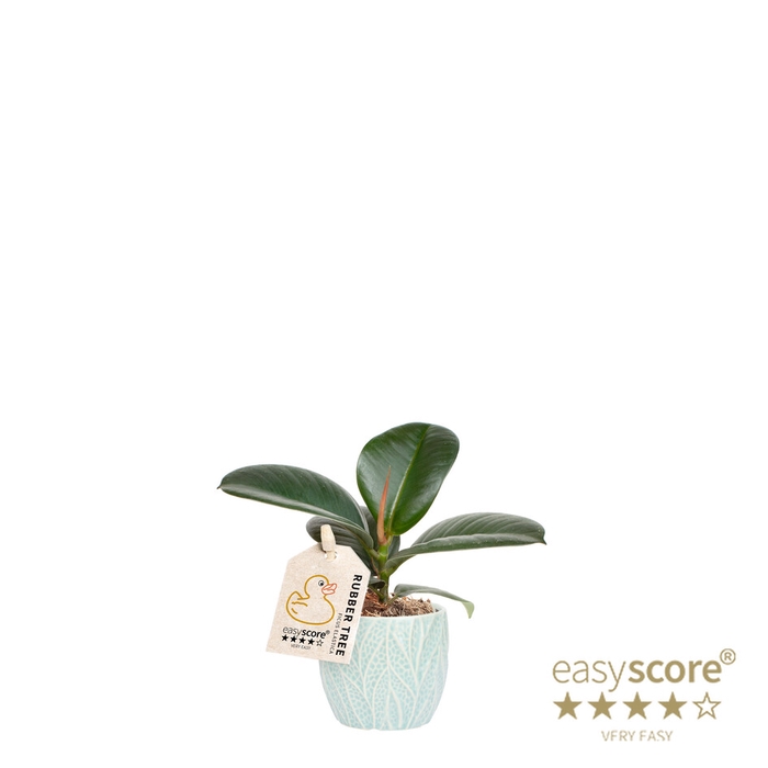 FICUS ELASTICA P7