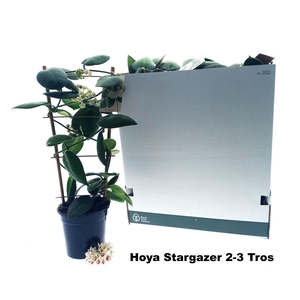 HOYA CALYC STARGAZER