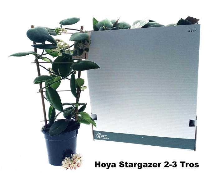 <h4>HOYA CALYC STARGAZER</h4>
