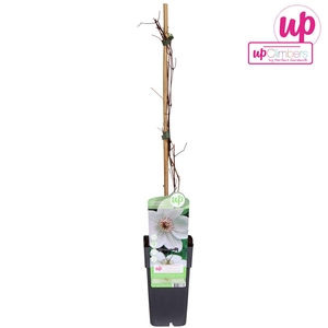 Clematis Miss Bateman