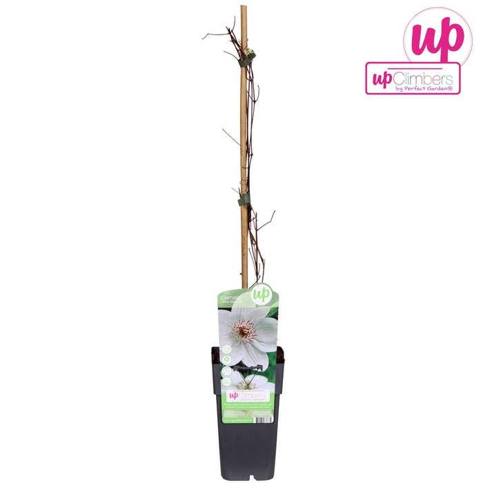 <h4>Clematis Miss Bateman</h4>