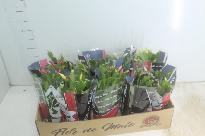 <h4>FLOR DE MAIO P11</h4>