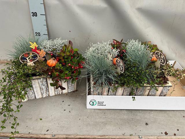 <h4>ARR TUINPLANTEN</h4>