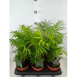 Chamaedorea elegans