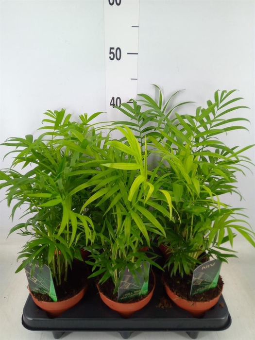 <h4>Chamaedorea elegans</h4>