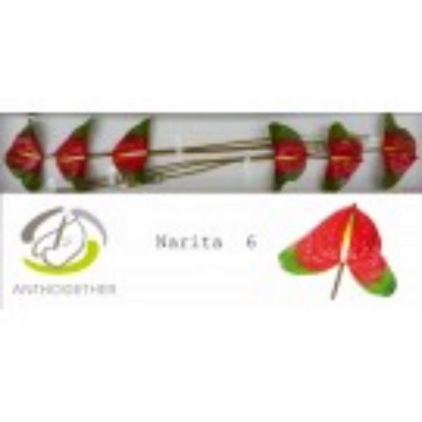 <h4>Anth A Narita 13 cm X6 Oosterzon</h4>