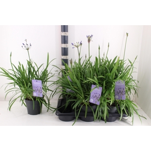 Agapa Summ Love Blue