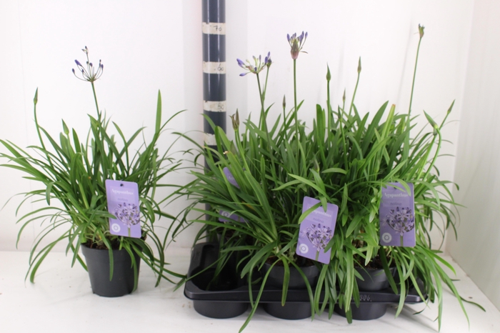 <h4>Agapa Summ Love Blue</h4>