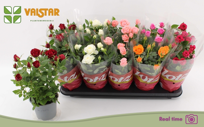 <h4>RO LOTZ OF GEM 6 KL</h4>