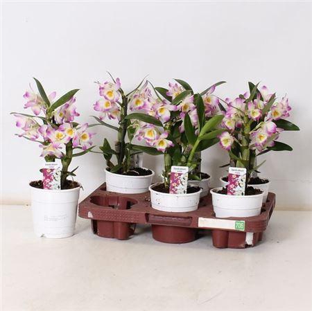 <h4>** Dendr N Bright Eyes 1-2 Branches * Spring Deal</h4>
