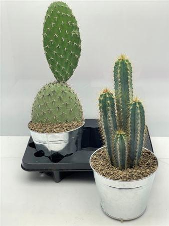 arr8 Cactus Gem In Zinken Pot