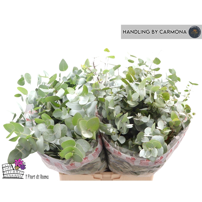 <h4>Euc Cinerea Per Bos</h4>