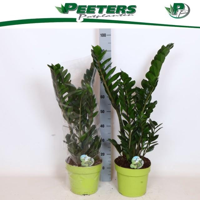 <h4>ZAMIO ZAMIIFOLIA</h4>