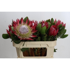 Protea Cynaroides Madiba